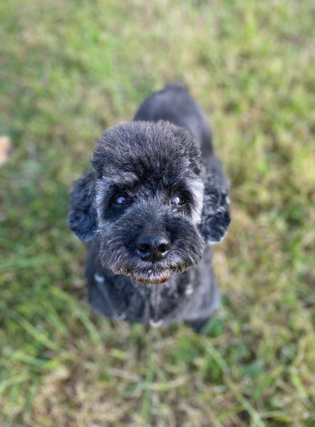 Nutrition For Your Senior&nbsp;Pets