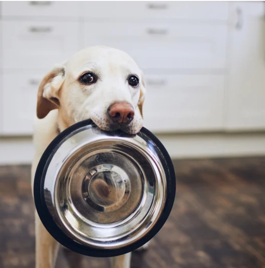 Why You Need to Understand Your Pet’s Food&nbsp;Label