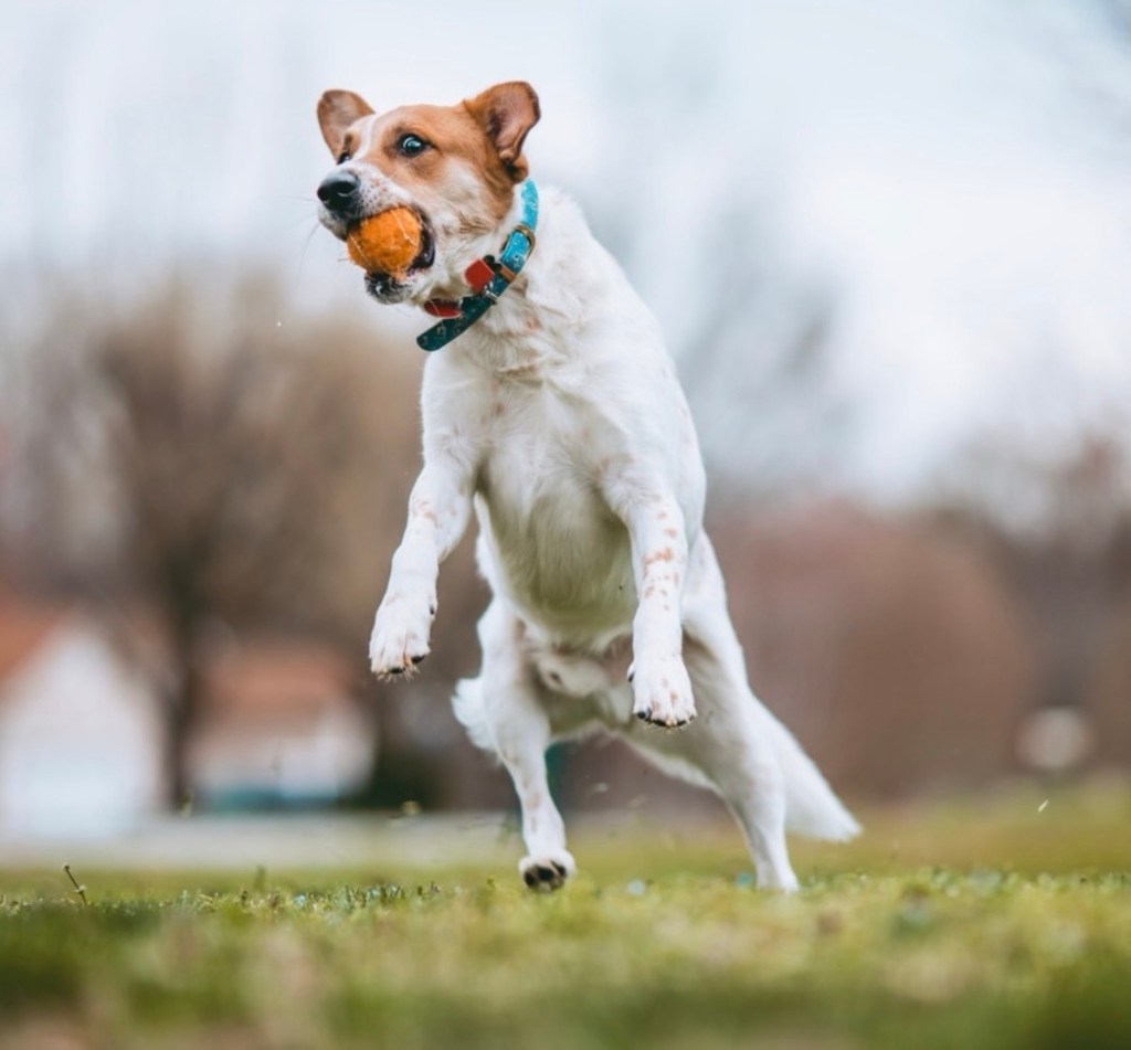 Is Your Dog In&nbsp;Pain?